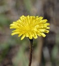 Tuberous Hawkbit Royalty Free Stock Photo