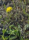 Tuberous Hawkbit Royalty Free Stock Photo