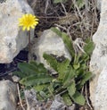 Tuberous Hawkbit Royalty Free Stock Photo