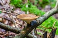 The Tuberous Polypore grow on branch of hazel