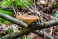 The Tuberous Polypore grow on branch of hazel