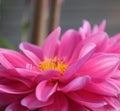 Close up of a pink dahlia flower with grey background, zen or spa concept Royalty Free Stock Photo