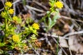 Tuberous sanicle Sanicula tuberosa wildflowers, Marin County, north San Francisco bay area, California