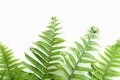 Tuberous Sword Fern