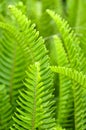 Tuberous sword fern Royalty Free Stock Photo