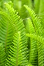 Tuberous sword fern