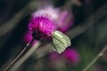 Tuberous Thistle plant