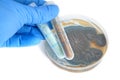 Tubes with medical drugs and Penicillium fungi