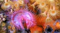 Tubeworm, Cabo Cope Puntas del Calnegre Regional Park, Spain