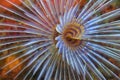 Tubeworm, Cabo Cope Puntas del Calnegre Regional Park, Spain