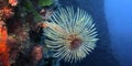 Tubeworm, Cabo Cope Puntas del Calnegre Regional Park, Spain