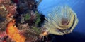 Tubeworm, Cabo Cope Puntas del Calnegre Regional Park, Spain