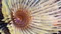 Tubeworm, Cabo Cope Puntas del Calnegre Regional Park, Spain