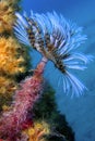 Tubeworm Feather Duster Worm