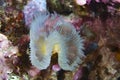 Tubeworm Sabella Mediterraean Sea