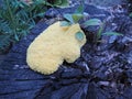 Fuligo septica - a kind of slime mold