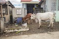 Tubigon, Bohol, Philippines - Cows graze near some tombs. Unusual scene of livestock inside a public cemetery, possibly Royalty Free Stock Photo