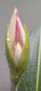 tubular flower con buds