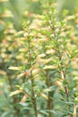 Tubular flower in garden