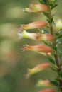 Tubular flower in garden