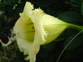 Tubular Flower against green background