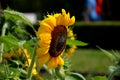 The tubular flowers ripen into fruits, commonly called sunflower seeds. In reality, however, they are not seeds in the true sense Royalty Free Stock Photo