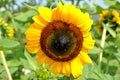 The tubular flowers ripen into fruits, commonly called sunflower seeds. In reality, however, they are not seeds in the true sense Royalty Free Stock Photo