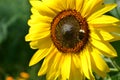 The tubular flowers ripen into fruits, commonly called sunflower seeds. In reality, however, they are not seeds in the true sense Royalty Free Stock Photo