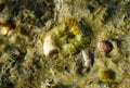 Tubular house of a polychaete worm and small gastropods on a stone on the shore in the area of Hurghada, Egypt