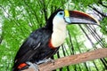 Tucan