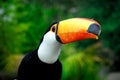 Tucan Royalty Free Stock Photo