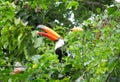 Tucan bird among green leaves