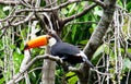 Tucan bird on the tree branch