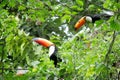 Tucan birds on the green tree