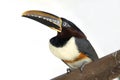 Tucan, brazilian bird