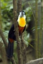 Tucan Colorful and beautiful Royalty Free Stock Photo