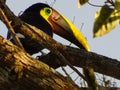 Tucan