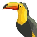 Tucan Exotic and tropical bird