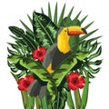 Tucan Exotic and tropical bird