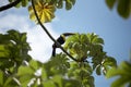 Tucan in green leaves and tree Royalty Free Stock Photo