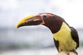 Tucan Parrot