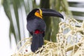Tucan perched on thr branch Royalty Free Stock Photo