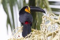 Tucan perched on thr branch