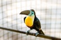 Tucan tropical bird in captivity caged endangerous species beautiful rare