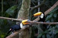 Tucan Royalty Free Stock Photo