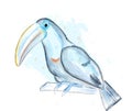 Tucano bird vector watercolor. blue posters