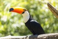 Toucan stump. Tucano Toco on natural background.