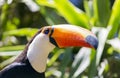 Toucan stump. Tucano Toco on natural background.