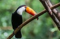 Tucano-toco bird Ramphastos toco close up portrait  in the wild Parque das Aves, Brasil - Birds place park in Brasil Royalty Free Stock Photo