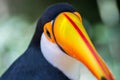 Toco Toucan Toucano Toco-Toucan bird head shot Parque das aves Foz do Iguacu Brazil Pa Royalty Free Stock Photo